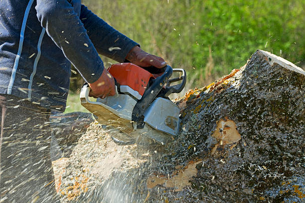 Best Fruit Tree Pruning  in Hazel Park, MI